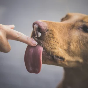 dog licking hand