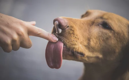 dog licking hand