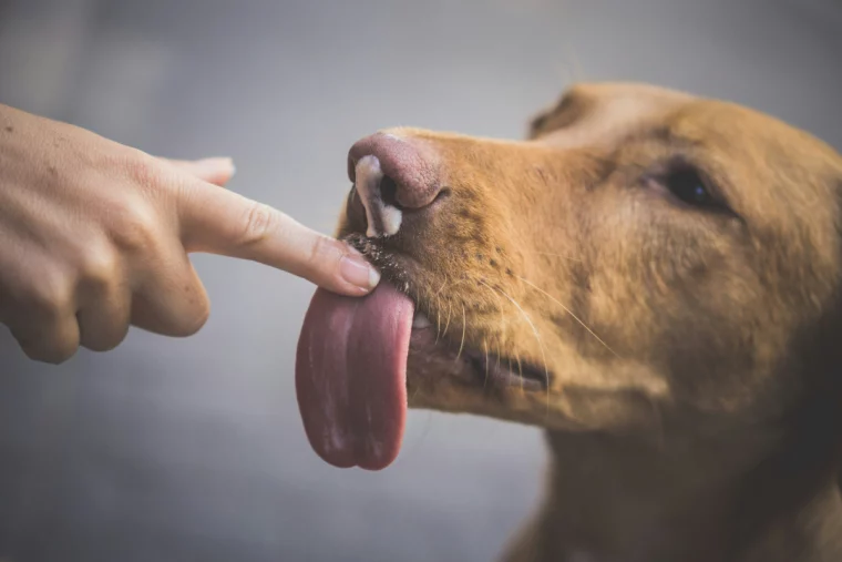 dog licking hand