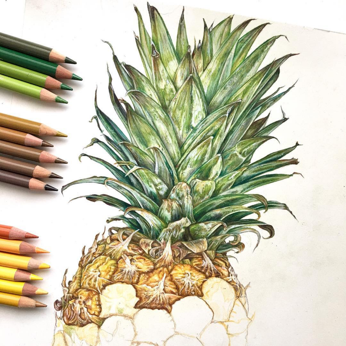 progress of a pineapple drawing