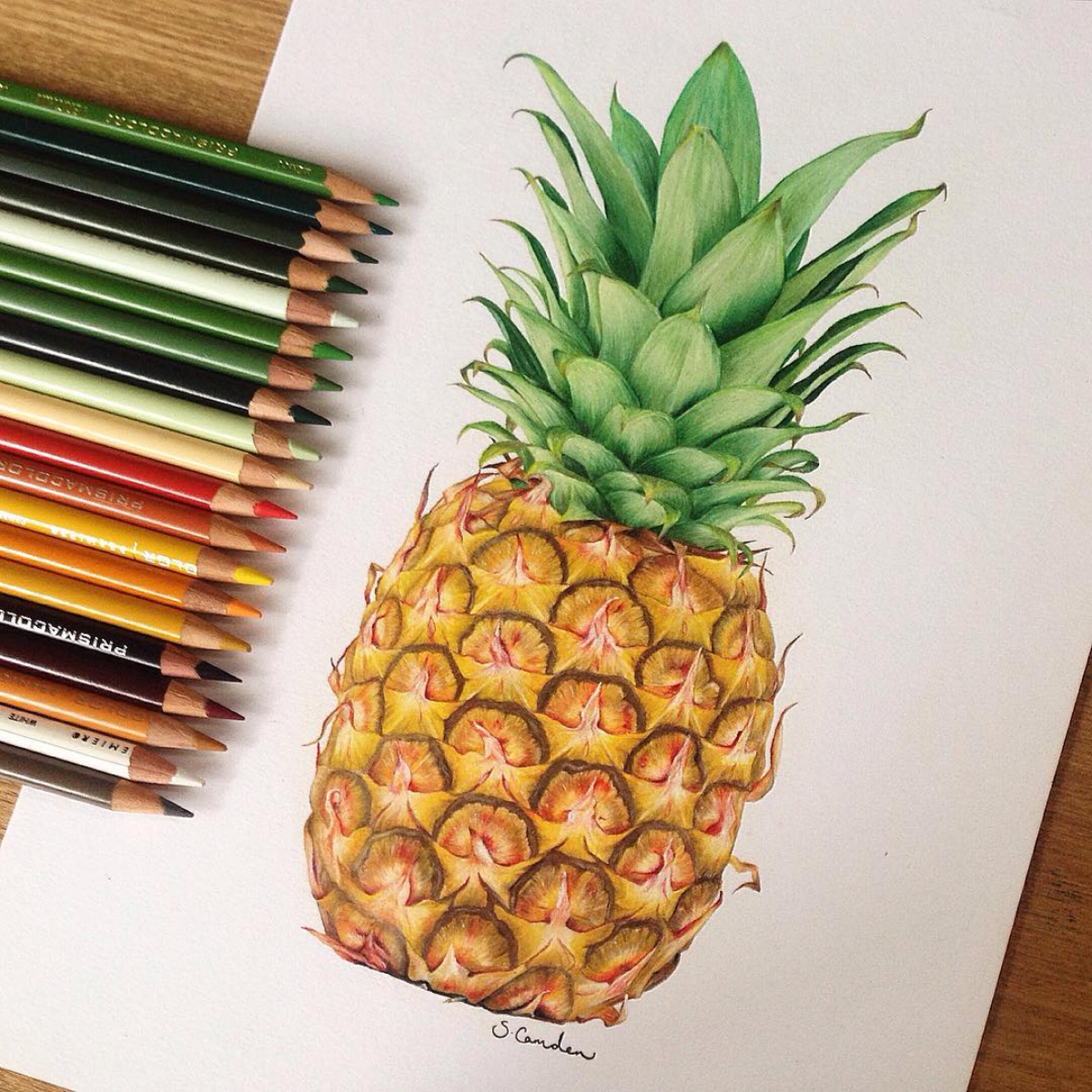 realistic pineapple drawing